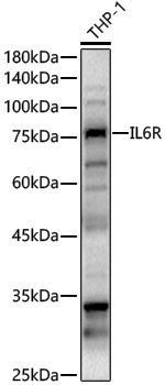 Anti-IL6R Rabbit pAb