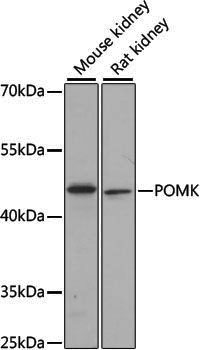 Anti-POMK Rabbit pAb
