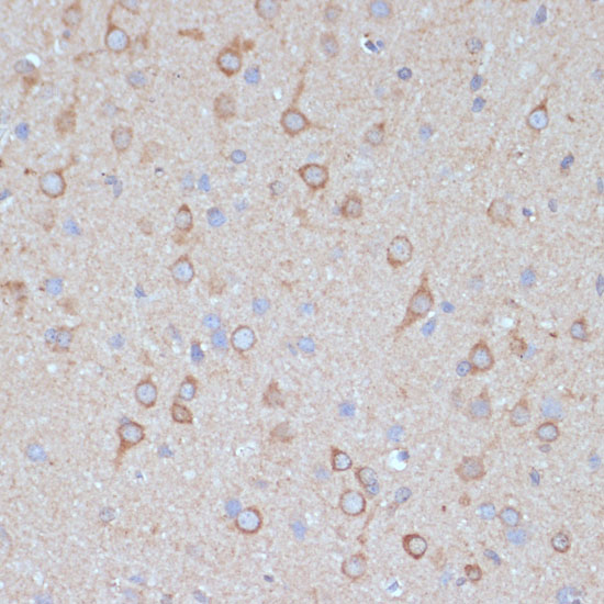 Anti-COPG2 Rabbit pAb