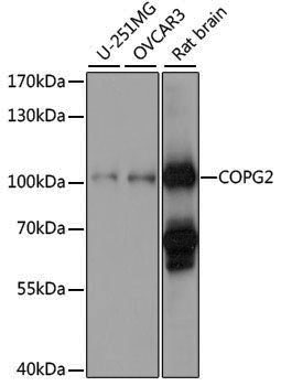 Anti-COPG2 Rabbit pAb