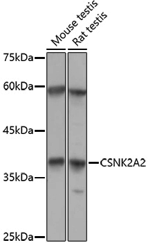 Anti-CSNK2A2 Rabbit pAb