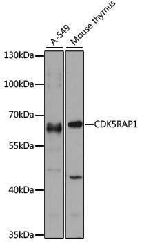 Anti-CDK5RAP1 Rabbit pAb