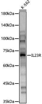 Anti-IL23R Rabbit pAb