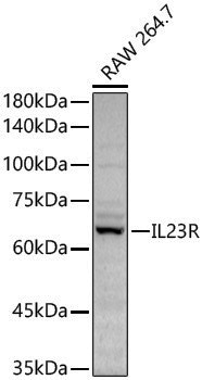 Anti-IL23R Rabbit pAb