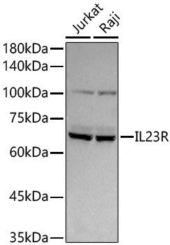 Anti-IL23R Rabbit pAb