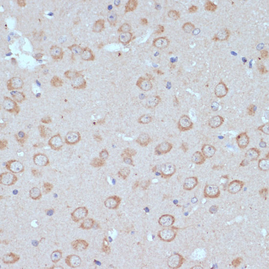 Anti-COPG2 Rabbit pAb