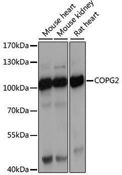 Anti-COPG2 Rabbit pAb