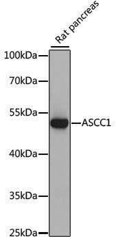 Anti-ASCC1 Rabbit pAb