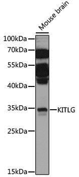 Anti-KITLG Rabbit pAb