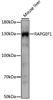 Anti-RAPGEF1 Rabbit pAb