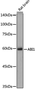 Anti-ABI1 Rabbit pAb