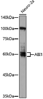 Anti-ABI1 Rabbit pAb