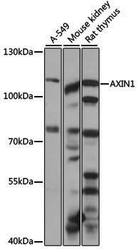 Anti-AXIN1 Rabbit pAb