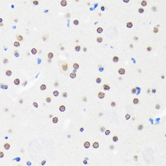 Anti-MYEF2 Rabbit pAb