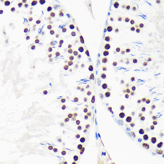 Anti-MYEF2 Rabbit pAb