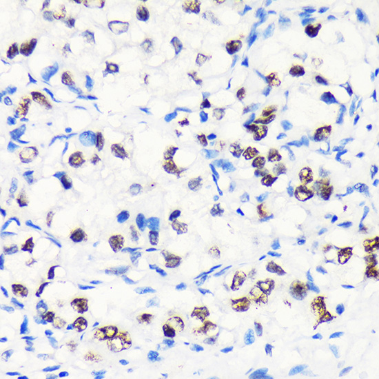 Anti-MYEF2 Rabbit pAb