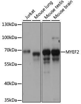 Anti-MYEF2 Rabbit pAb