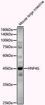 Anti-HNF4G Rabbit pAb