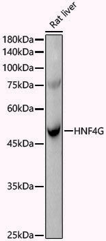 Anti-HNF4G Rabbit pAb