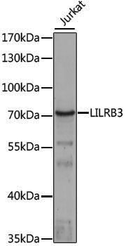 Anti-LILRB3 Rabbit pAb