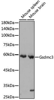 Anti-Gsdmc3 Rabbit pAb