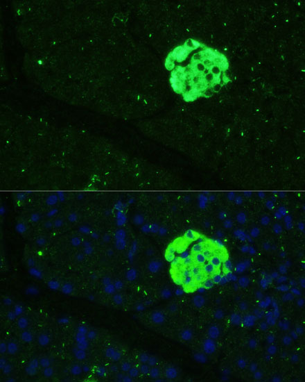 Anti-SFRP5 Rabbit pAb