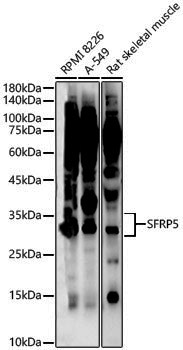 Anti-SFRP5 Rabbit pAb