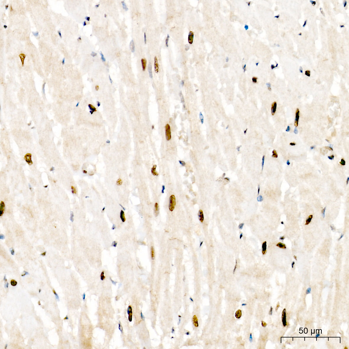 Anti-MEF2D Rabbit pAb