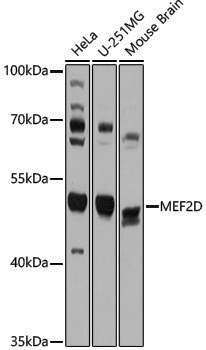 Anti-MEF2D Rabbit pAb