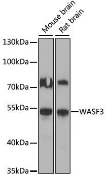 Anti-WASF3 Rabbit pAb