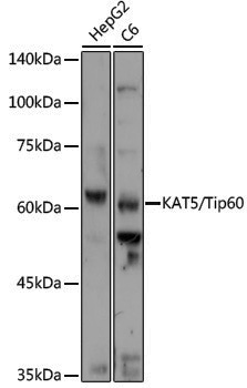 Anti-KAT5/Tip60 Rabbit pAb