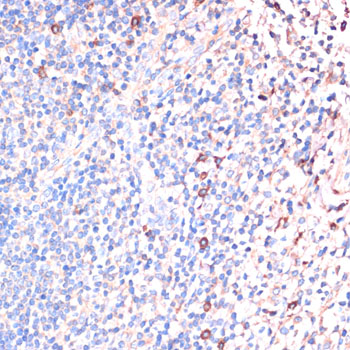 Anti-IL2 Rabbit pAb