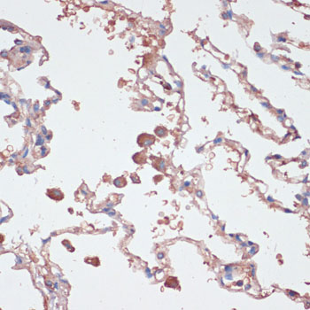 Anti-IL2 Rabbit pAb