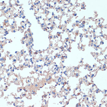 Anti-IL2 Rabbit pAb