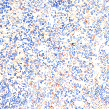 Anti-IL2 Rabbit pAb