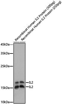 Anti-IL2 Rabbit pAb