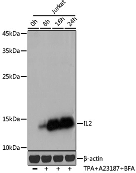 Anti-IL2 Rabbit pAb