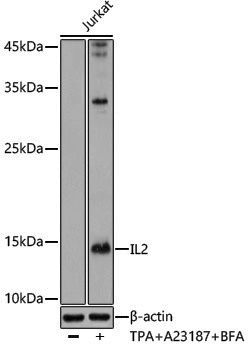 Anti-IL2 Rabbit pAb