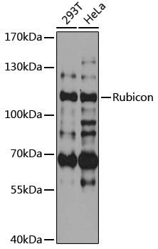 Anti-Rubicon Rabbit pAb