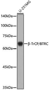 Anti-Beta-TRCP Rabbit pAb