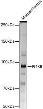 Anti-PI4KB Rabbit pAb