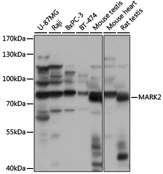 Anti-MARK2 Rabbit pAb