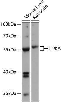 Anti-ITPKA Rabbit pAb