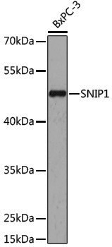 Anti-SNIP1 Rabbit pAb