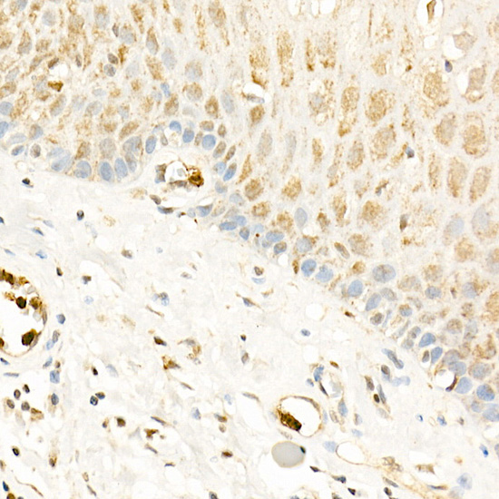 Anti-RGS2 Rabbit pAb