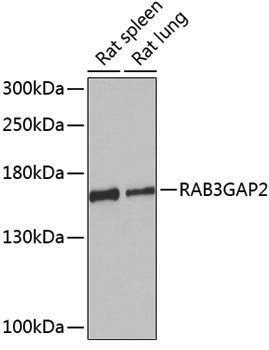 Anti-RAB3GAP2 Rabbit pAb