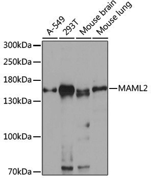 Anti-MAML2 Rabbit pAb