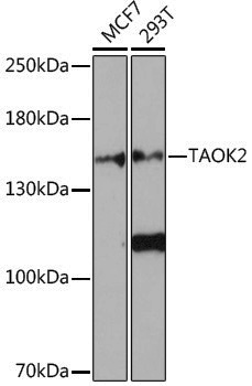 Anti-TAOK2 Rabbit pAb
