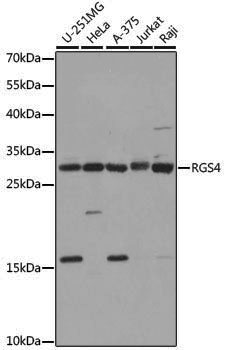 Anti-RGS4 Rabbit pAb