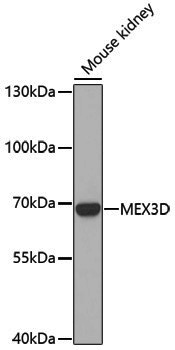 Anti-MEX3D Rabbit pAb